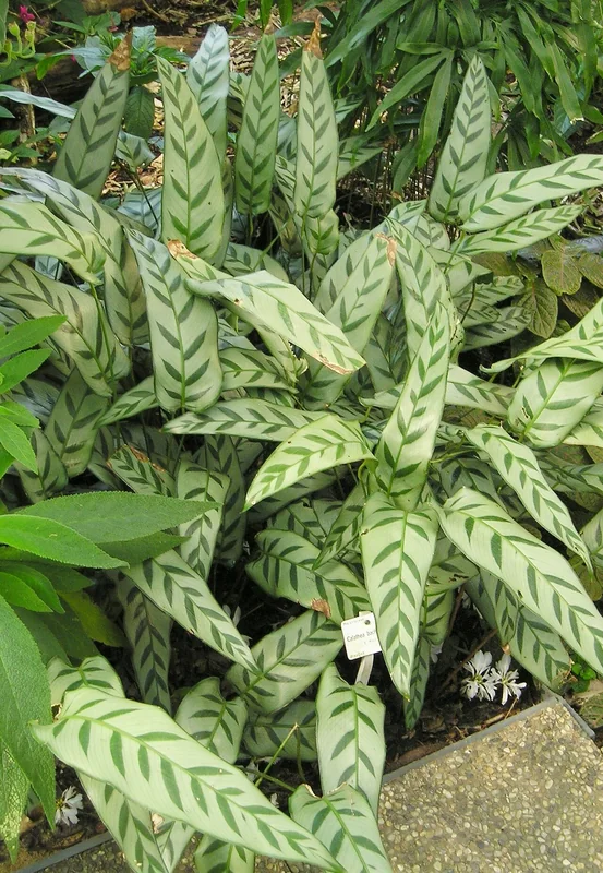 Silver Calathea (Goeppertia bachemiana)