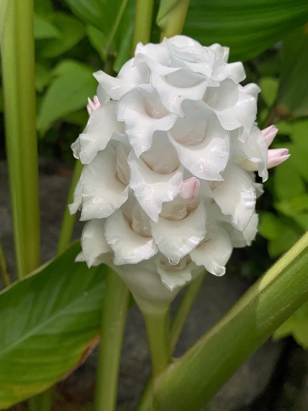 Fishbone Prayer Plant (Goeppertia burle-marxii)