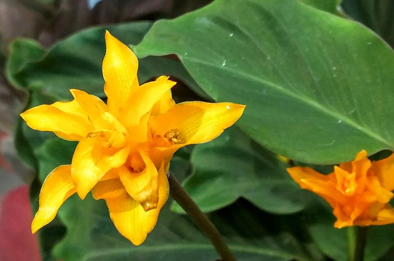 Eternal flame (Goeppertia crocata)