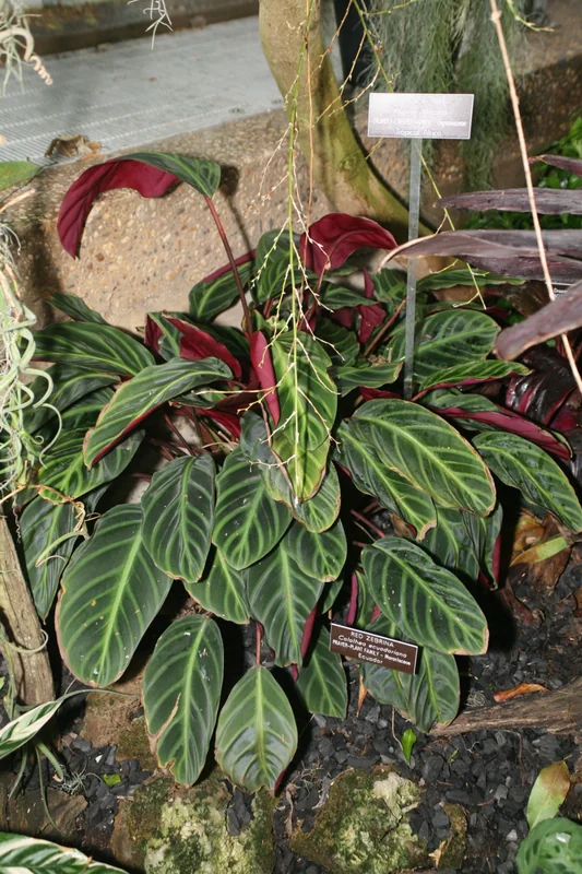 Ecuadorian Goeppertia (Goeppertia ecuadoriana)