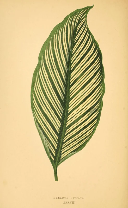 Vittata calathea (Goeppertia elliptica)