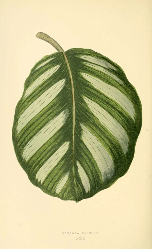 Pinstripe Calathea (Goeppertia fasciata)