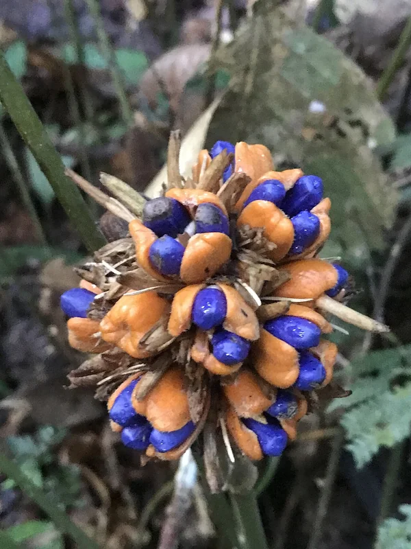 Feather Calathea (Goeppertia inocephala)
