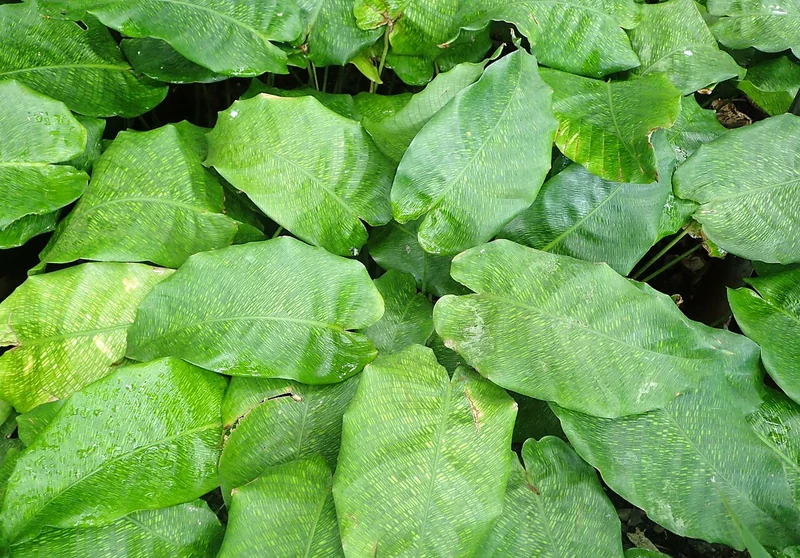 Network Calathea (Goeppertia kegeljanii)