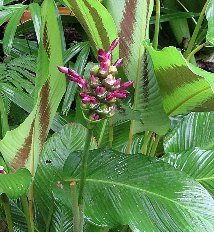 Broad-leaf Calathea (Goeppertia latifolia)
