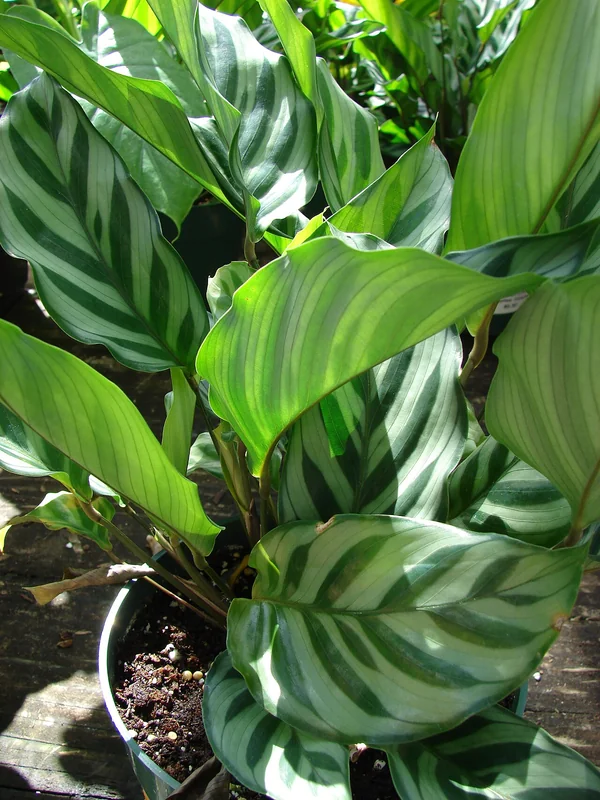 Goeppertia leopardina narrow leaves with dark oval stripe markings along the midrib