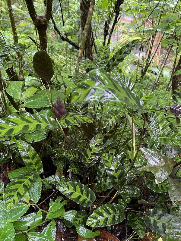Lietze's Calathea (Goeppertia lietzei)