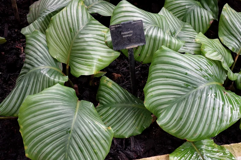 Brazilian star calathea (Goeppertia loeseneri)
