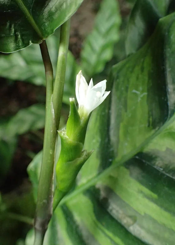 Louisae sp.