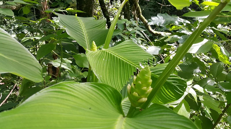 Large-sepal Calathea (Goeppertia macrosepala)