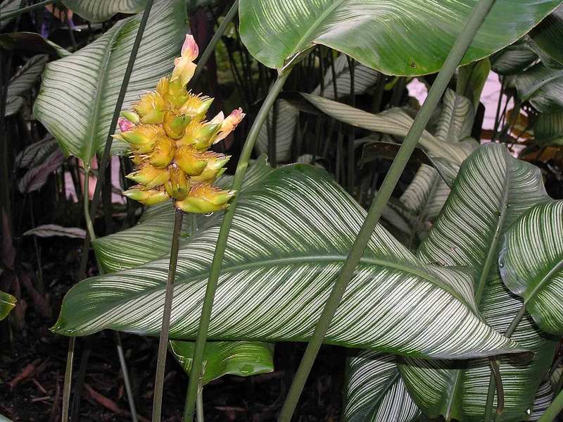 White Star Calathea (Goeppertia majestica)