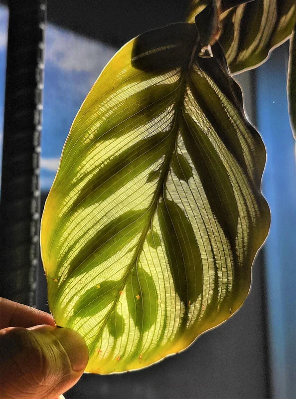 Peacock plant (Goeppertia makoyana)