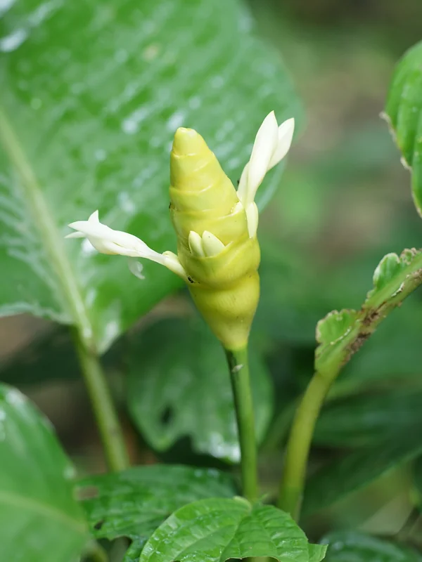 Maranta-leaf Calathea (Goeppertia marantifolia)