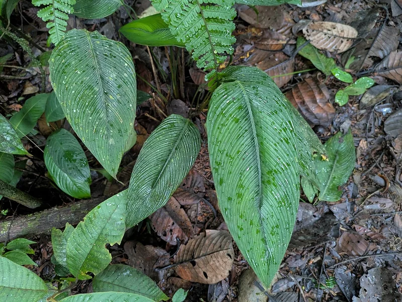 Nest Calathea (Goeppertia nidulans)