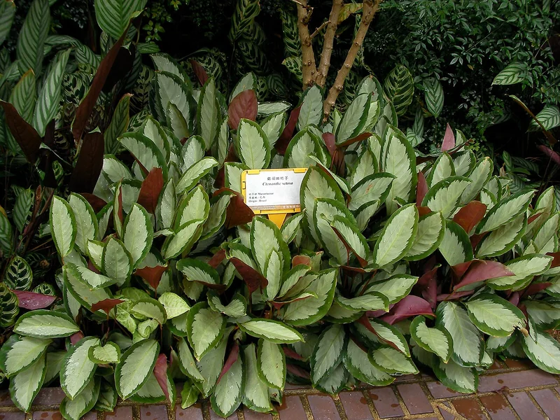 Goeppertia picturata Argentea cultivar showing almost entirely silver-white leaves with dark-green margins
