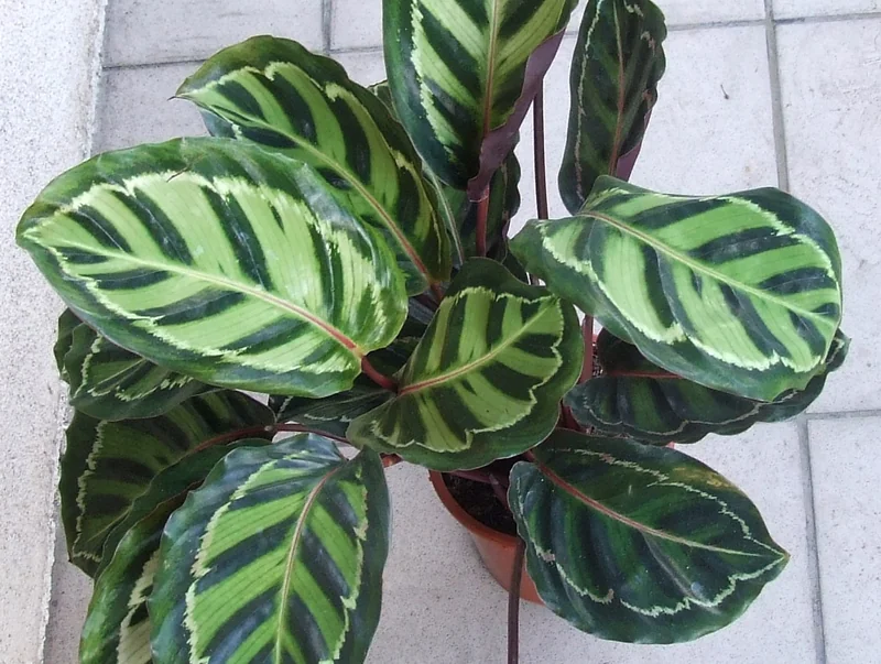 Rose-painted calathea (Goeppertia roseopicta)