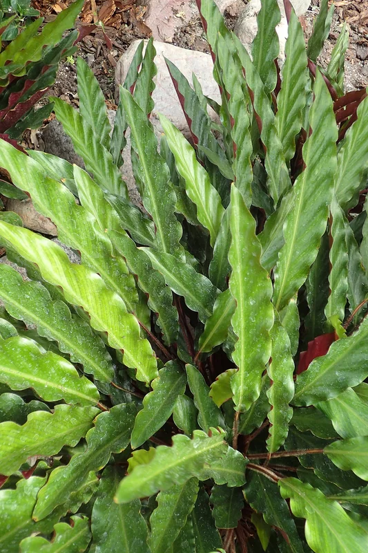 Furry feather calathea (Goeppertia rufibarba)