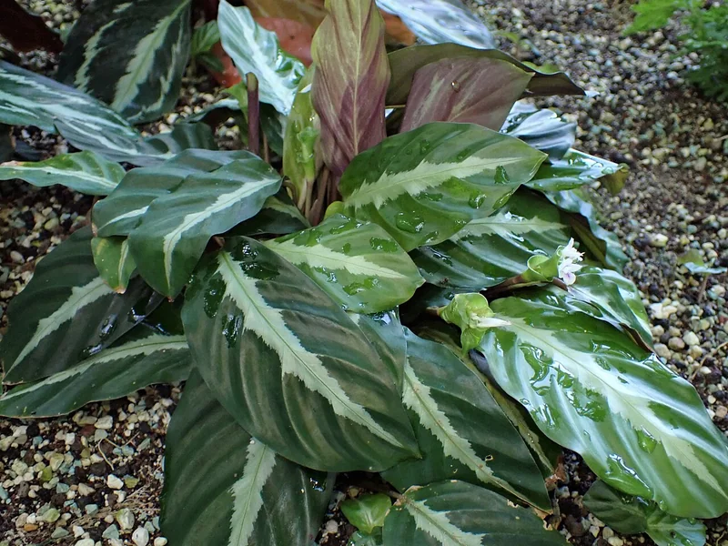 Goeppertia undulata oblong leaves with wavy margins, silvery-white feather stripes on dark green, purple undersides