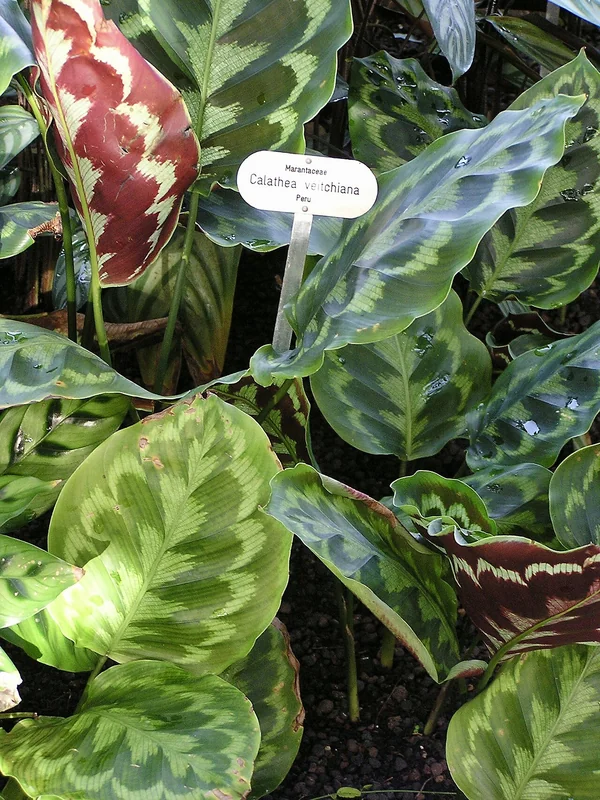 Goeppertia veitchiana large oval leaves with intricate silver-grey feather patterning on deep green and burgundy undersides