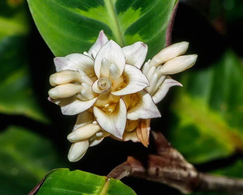 Jungle velvet calathea (Goeppertia warszewiczii)