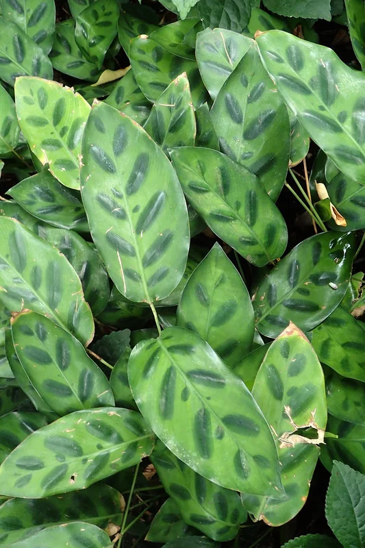 Goeppertia wiotii compact clump of narrow dark-green leaves with fine silver herringbone patterning