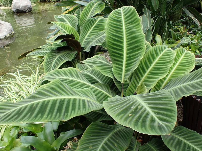 Zebra plant (Goeppertia zebrina)