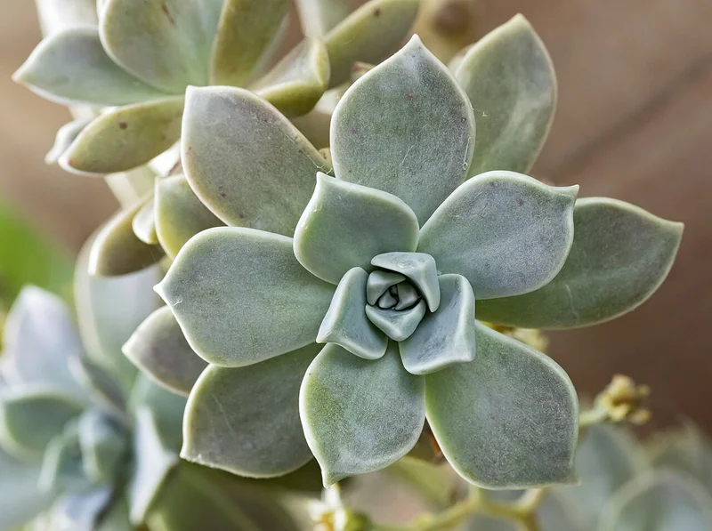 Ghost Plant (Graptopetalum paraguayense)