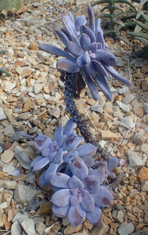 Five-Stamen Graptopetalum (Graptopetalum pentandrum)