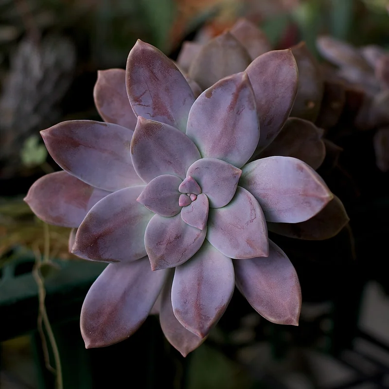 Beautiful Graptopetalum (Graptopetalum superbum)