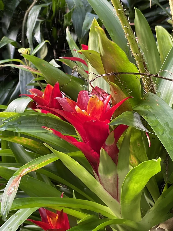 Guzmania lingulata scarlet star bromeliad with vivid red inflorescence
