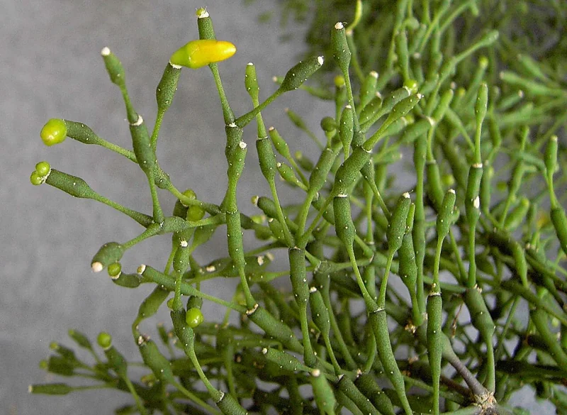 Drunkard's Dream (Hatiora salicornioides)