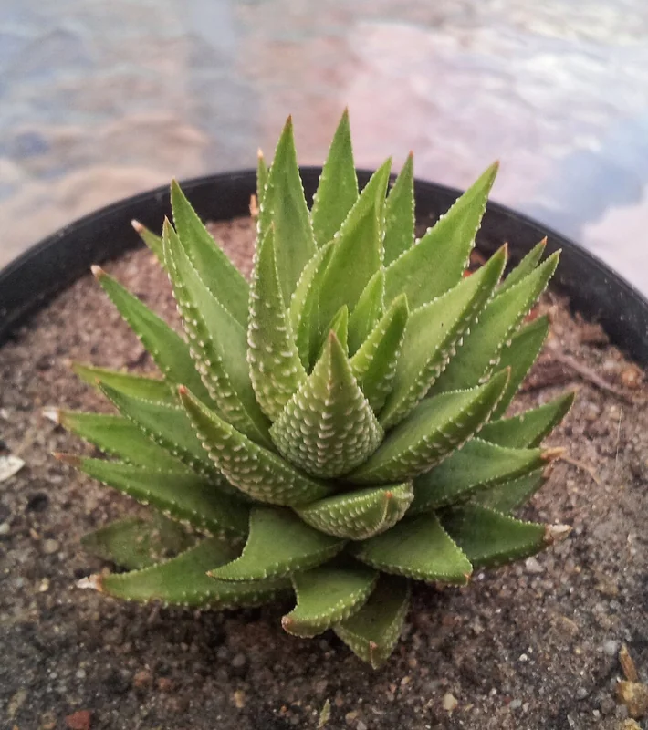 Zebra haworthia (Haworthiopsis fasciata)