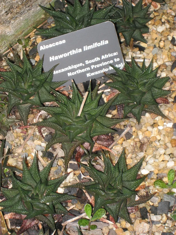 Haworthia limifolia rosette with ridged file-like leaf surface
