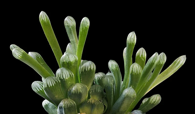 Haworthia truncata showing flat-topped windowed leaves in two rows