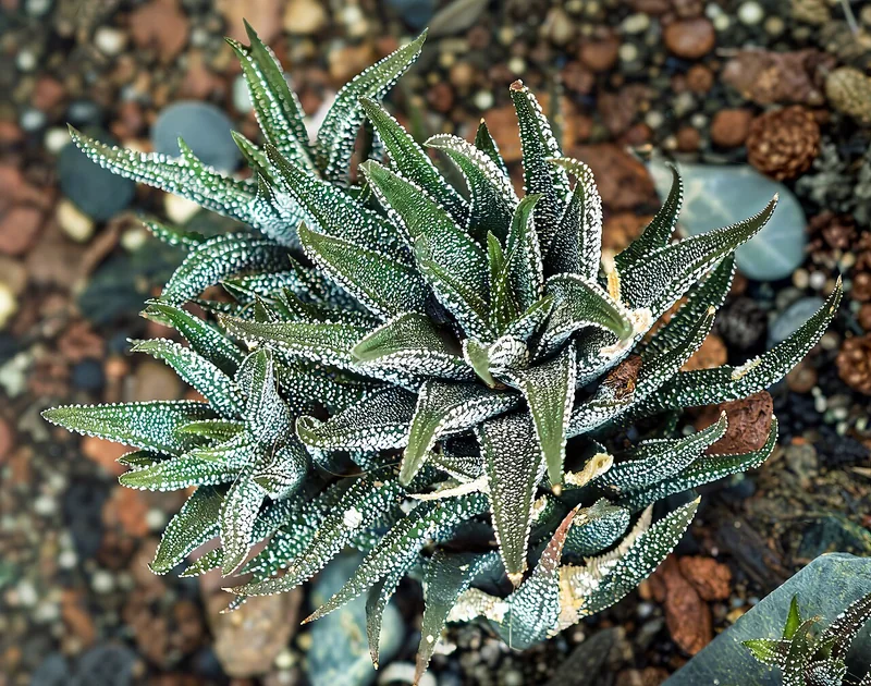 Zebra plant (Haworthiopsis attenuata)