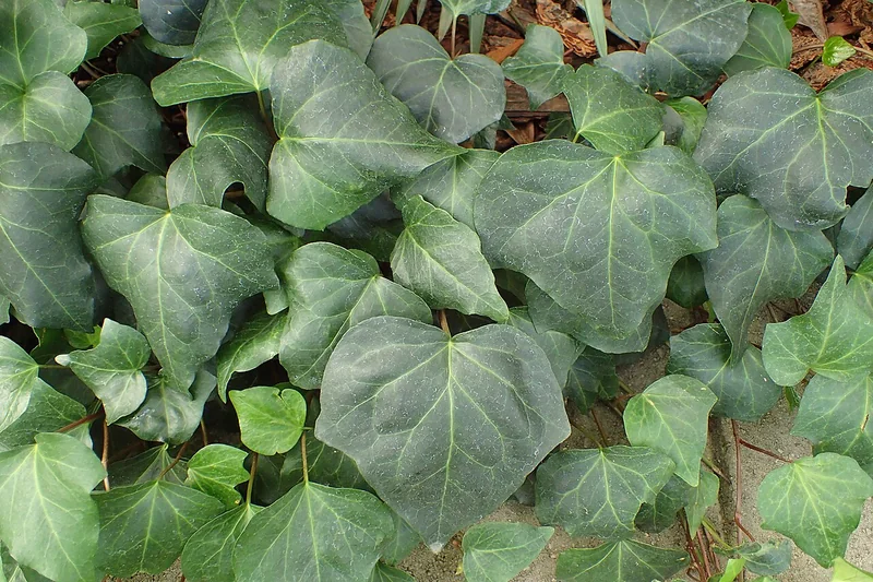 Algerian Ivy (Hedera algeriensis)