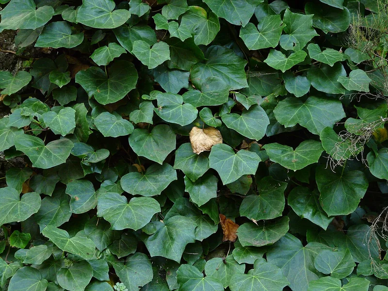 Algerian ivy (Hedera canariensis)