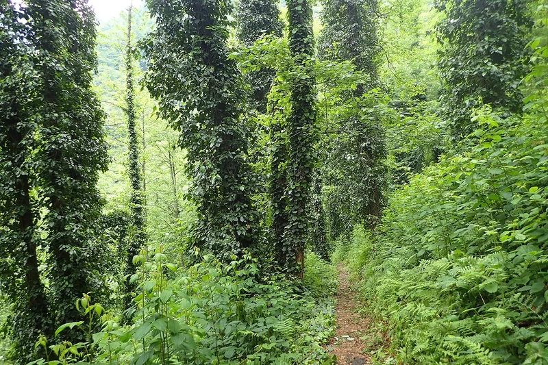 Persian Ivy (Hedera colchica)
