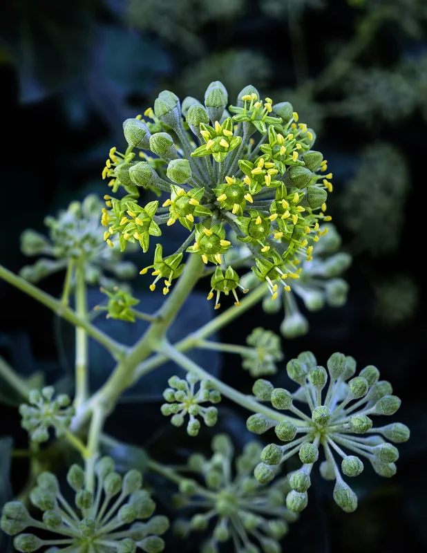 English ivy (Hedera helix)