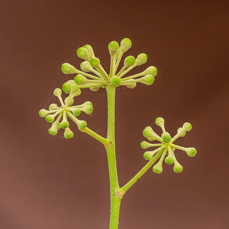 Irish ivy (Hedera hibernica)