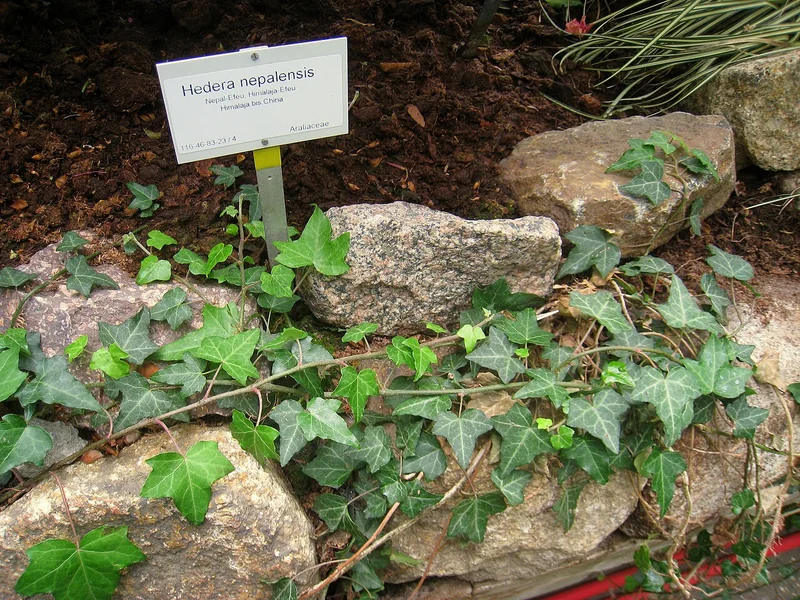 Himalayan Ivy (Hedera nepalensis)
