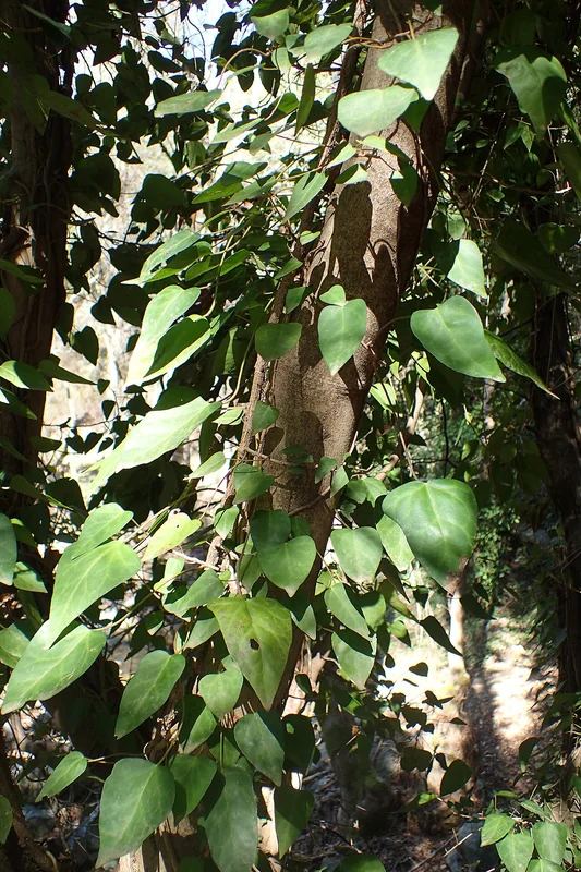 Pastuchov's Ivy (Hedera pastuchovii)