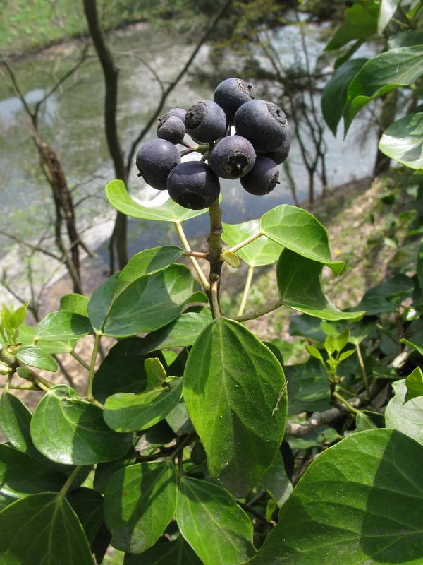 Japanese Ivy (Hedera rhombea)