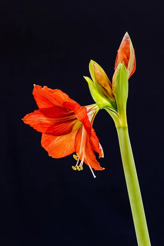 Hippeastrum sp.