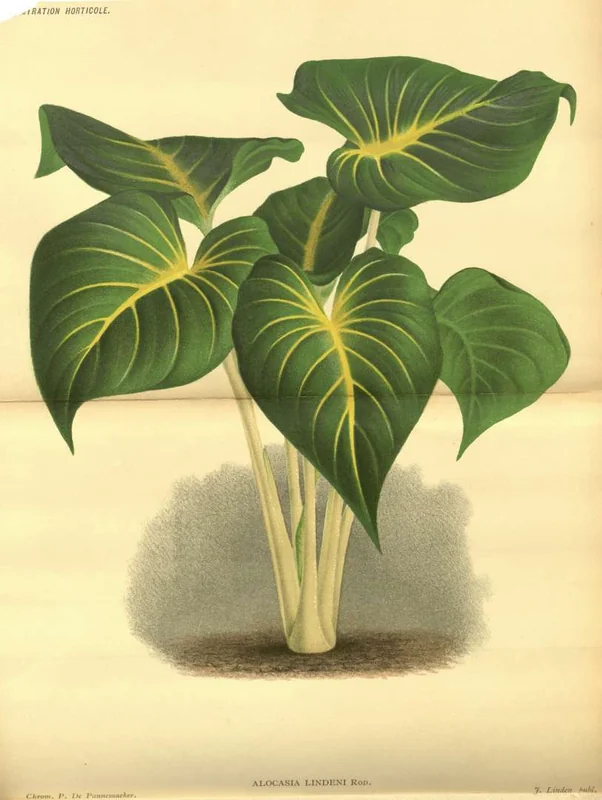 Homalomena lindenii velvety dark-green heart-shaped leaf with white venation