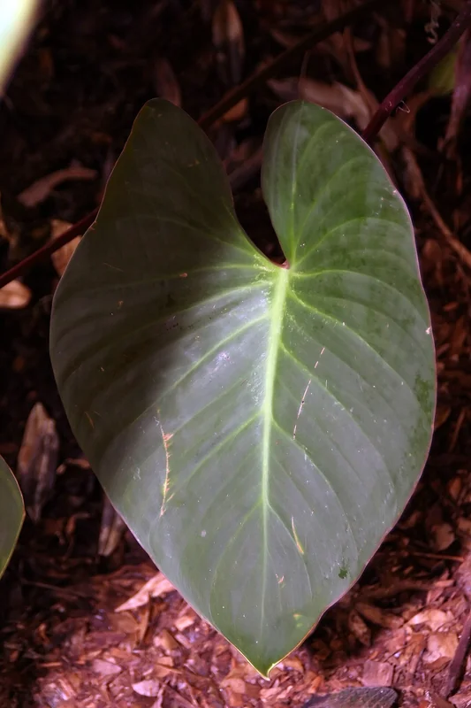 Homalomena rubescens glossy heart-shaped leaves in a tropical garden setting