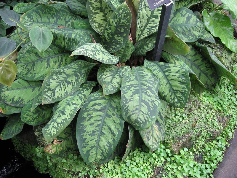 Homalomena wallisii leaf showing distinctive silver and dark-green blotched pattern