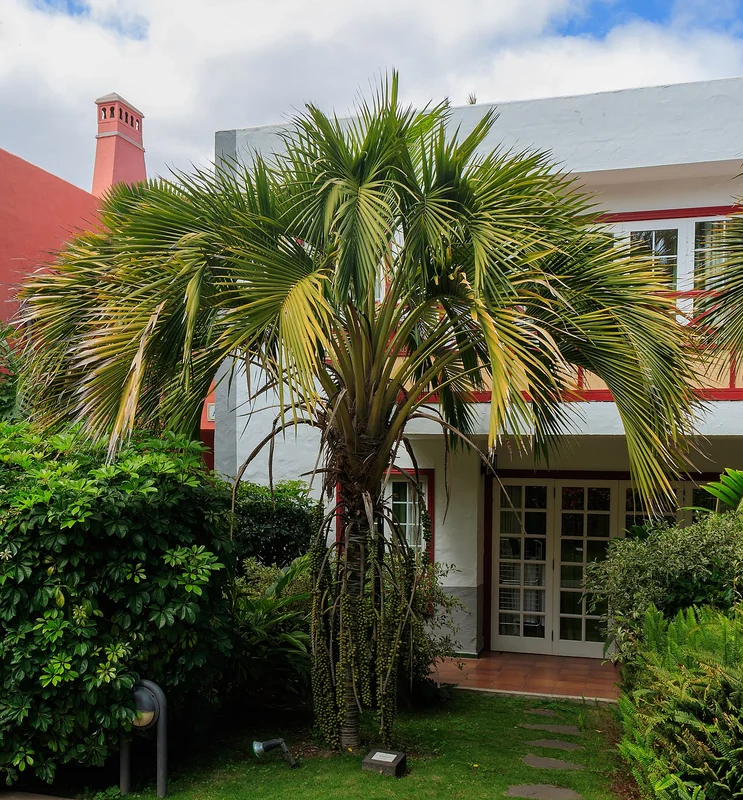 Curly Palm (Howea belmoreana)