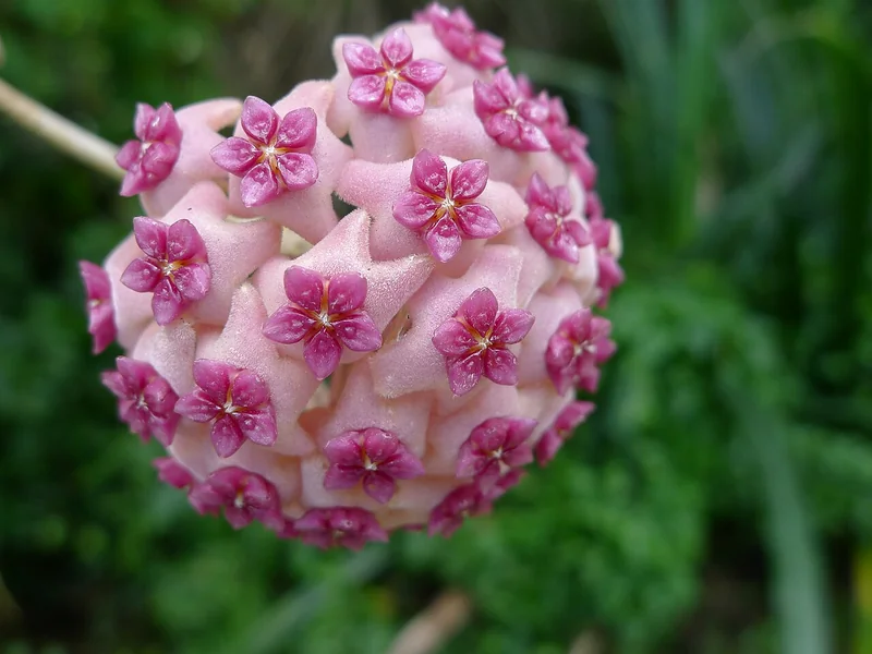 Hoya aldrichii pendant umbel of waxy white flowers with dark-red star-shaped corona