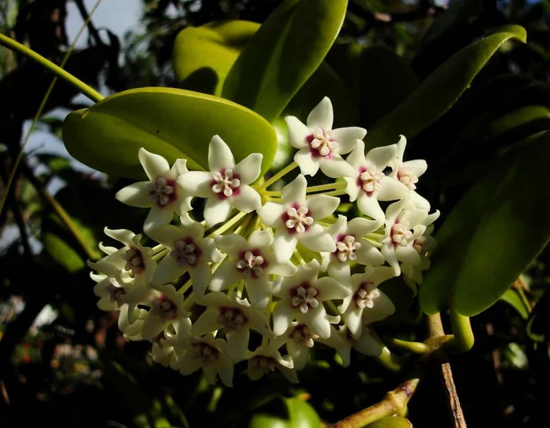 Common waxflower (Hoya australis)